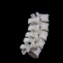 Lumbar Vertebrae print image