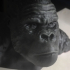 Gorilla Bust print image