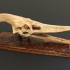 Pteranodon Skull print image