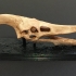 Pteranodon Skull print image