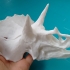 Triceratops Skull in Colorado, USA print image