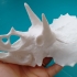 Triceratops Skull in Colorado, USA print image