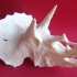 Triceratops Skull in Colorado, USA print image