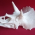 Triceratops Skull in Colorado, USA print image