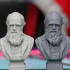 Bust of Charles Darwin print image