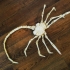 Agisis Ultimate Alien Face Hugger (40in x 23in - LIFE SIZE!) print image