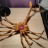 Agisis Ultimate Alien Face Hugger (40in x 23in - LIFE SIZE!) print image