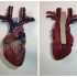 Anatomical Heart print image