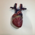 Anatomical Heart print image